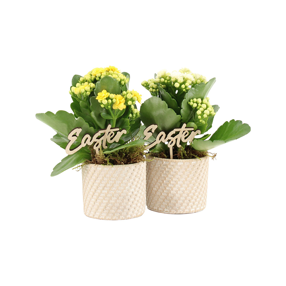 Easter braided ceramic small - Kalanchoë