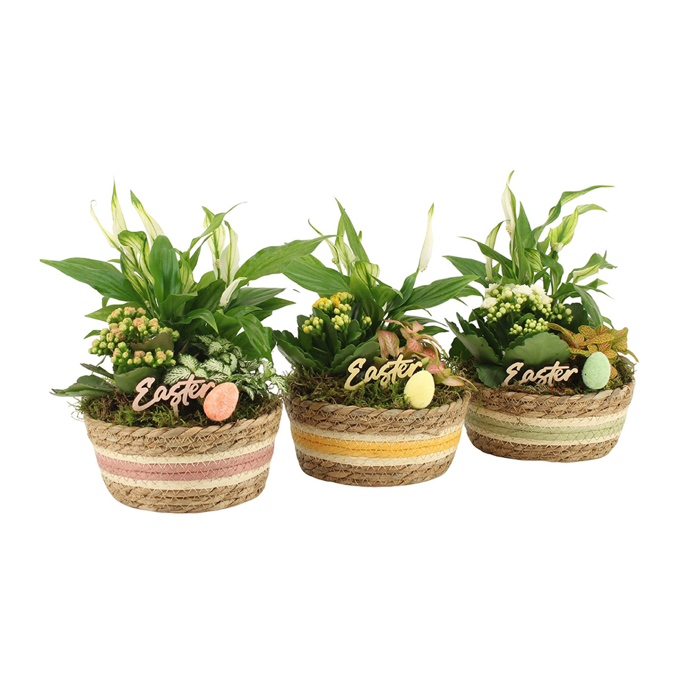 Easter basket large - Kalanchoë