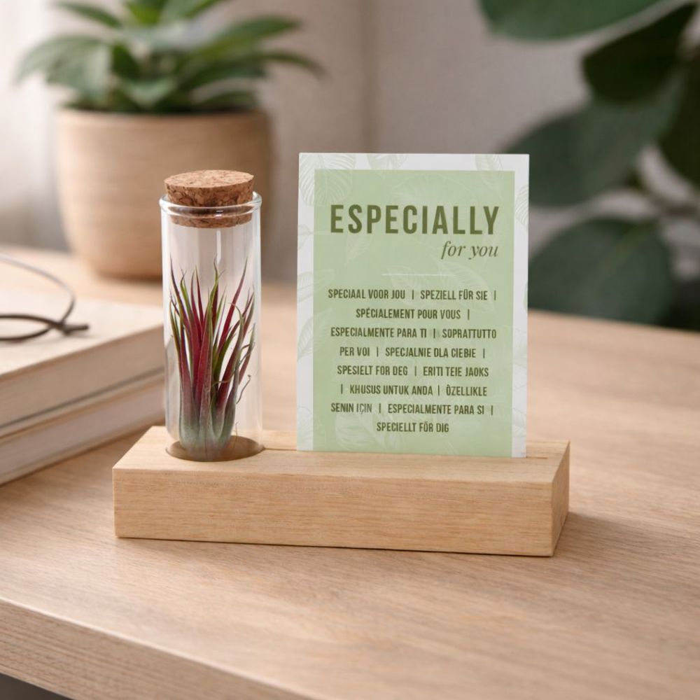 Airplant - Cardholder & tube