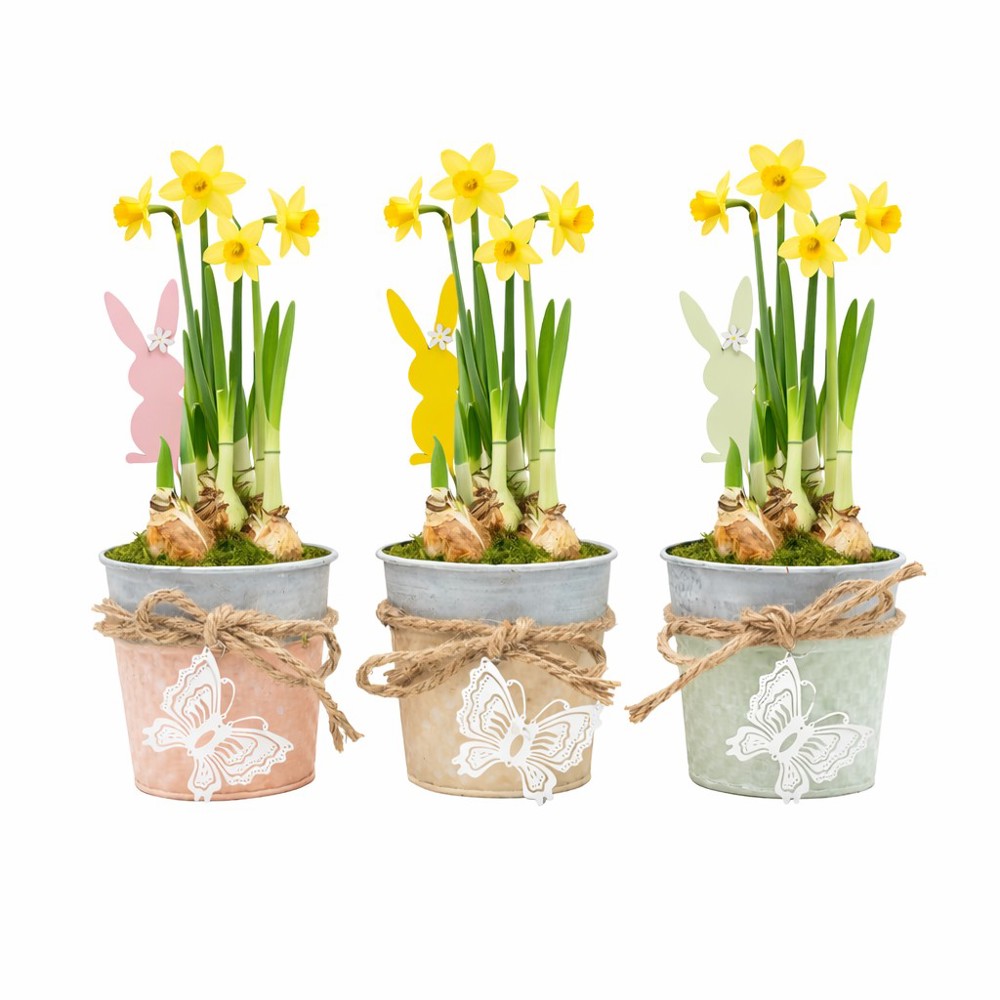 Easter bucket medium - Narcis